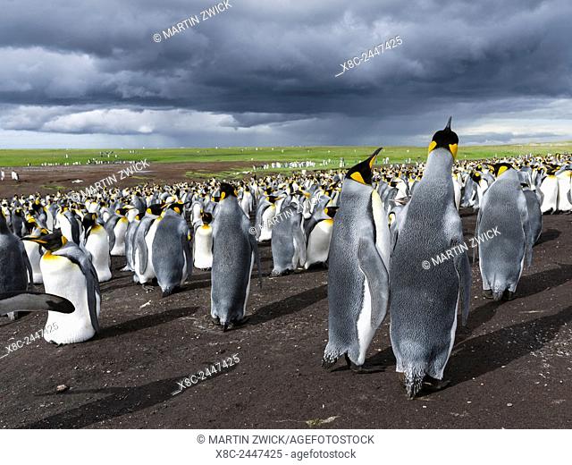 King Penguin (Aptenodytes patagonicus) on the Falkand Islands in the South Atlantic. Colony. South America, Falkland Islands, January