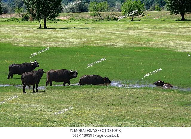 Water buffalo or domestic Asian water buffalo  Bubalus bubalis
