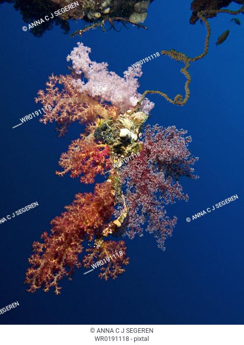 Formation of Soft coral Dendronephthya klunzingeri on Yellow wire coral Cirripathes anguina Ras Za'atar, Sharm El Sheikh, South Sinai, Red Sea, Egypt