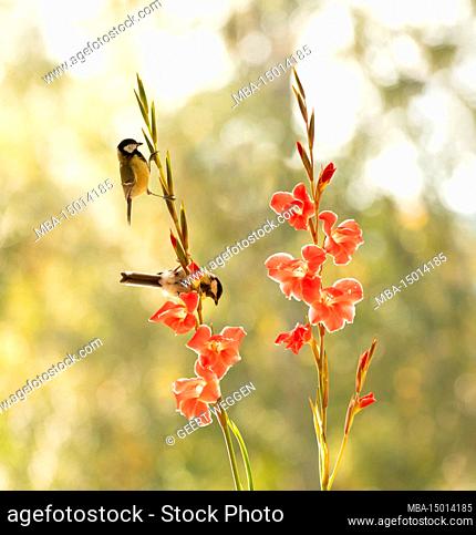 Great tits with a Gladiolus stem with flowers