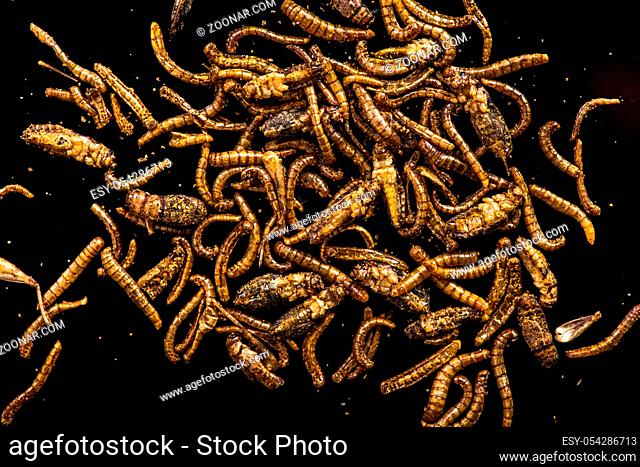 Edible insects and worms, protein source, detail view on dark