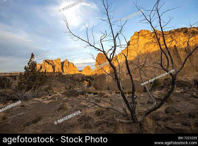 Red rock walls at sunrise, bare tree, course of the Crooked River, canyon with rock formations, The Red Wall, Smith Rock State Park, Oregon, USA, North America