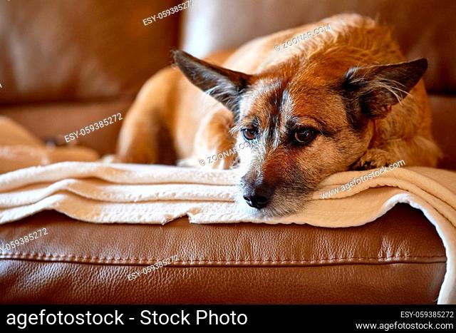 Cute small dog on the couch