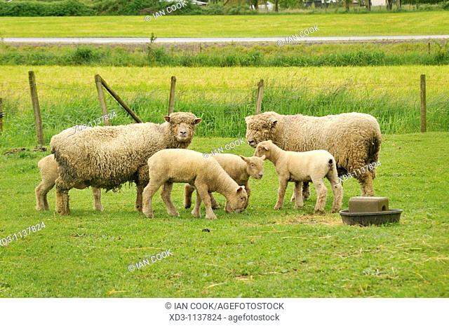 sheep with lambs on farm near Harrison Hotsprings, Fraser Valley, British Columbia, Canada