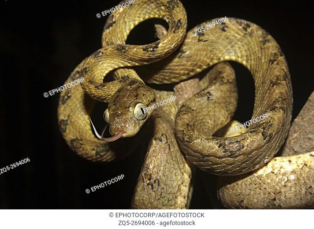 Ceylon Cat Snake Boiga ceylonensis (Matheran)