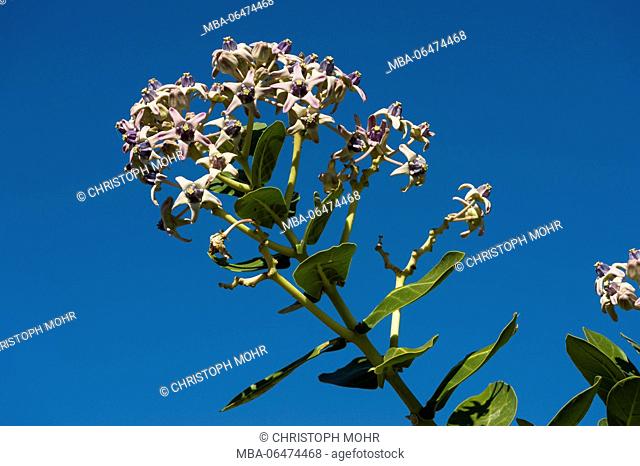 blossoming plant on the Ekas peninsula