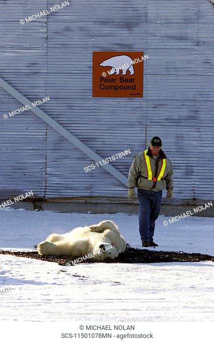 Adult Polar Bear Ursus maritimus preparing to be transferred via helicopter from the 'Bear Jail' outside Churchill, Manitoba, Canada