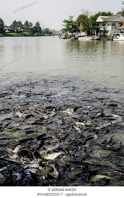 Thailand Ayutthaya Fish in the Pa Sak River where it joins the Chao Phraya River outside Wat Phanan Choeng Worawihan