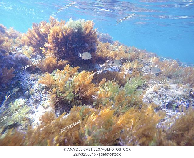 Mediterranean underwater seaweed Denia Alicante spain