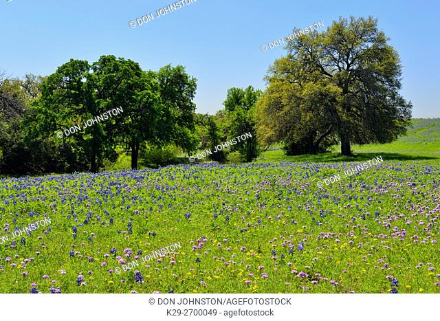 Roadside Texas Bluebonnets, New Braunfels, Texas, USA