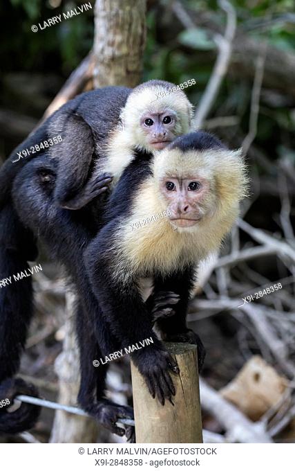 White-faced capuchin monkey with baby on her back along a path in Manuel Antonio National Park in Costa Rica