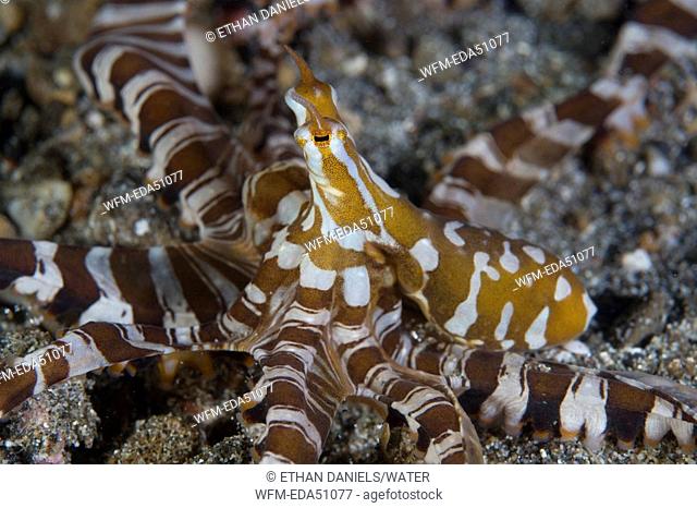 Wonderpus Octopus, Wonderpus photogenicus, Lembeh Strait, Sulawesi, Indonesia