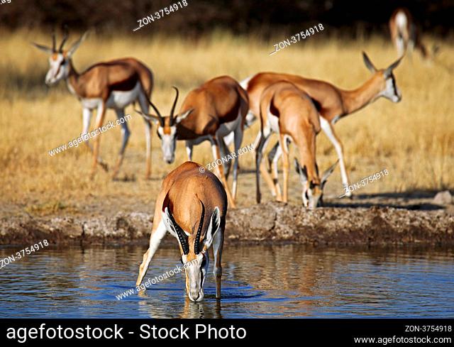 Springbock, Central Kalahari Game Reserve, Botswana, Botsuana, Antidorcas marsupialis, Springbok