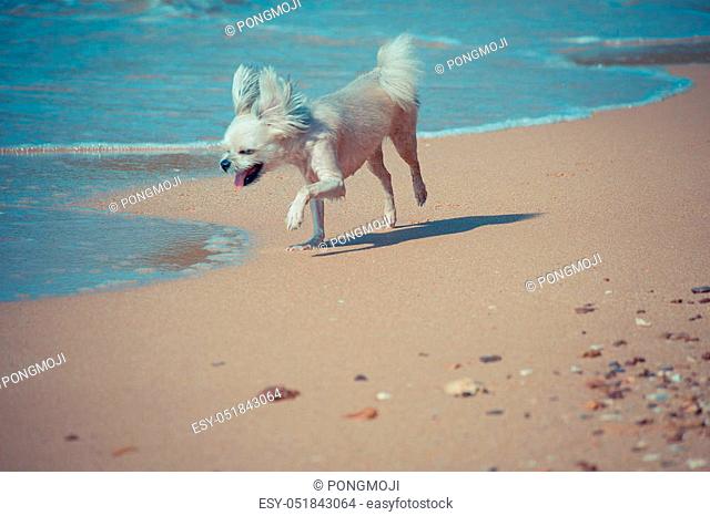 Dog so cute mixed breed with Shih-Tzu, Pomeranian and Poodle travel run on beach, Beige color, process in vintage style