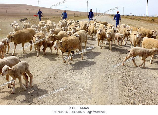 Shephards and sheep herd