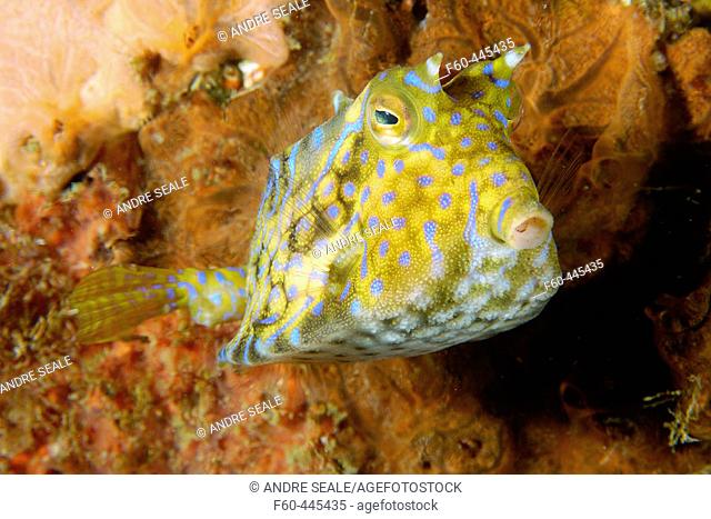 Thornback cowfish, Lactoria fornasini, Sabang wreck, Puerto Galera, Mindoro, Philippines