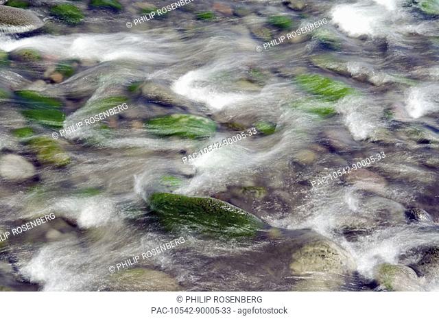 Hawaii, Big Island, Hamakua Coast, Waipio Valley, stream rushing over mossy rocks
