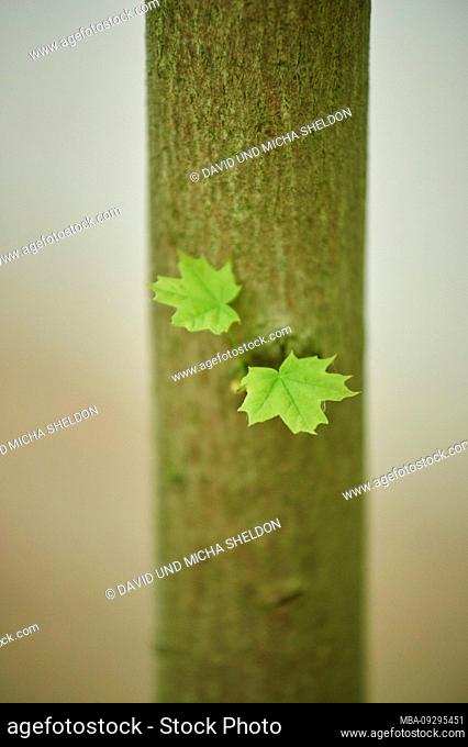 Norway maple, Acer platanoides, leaves, tree trunk, spring, Germany