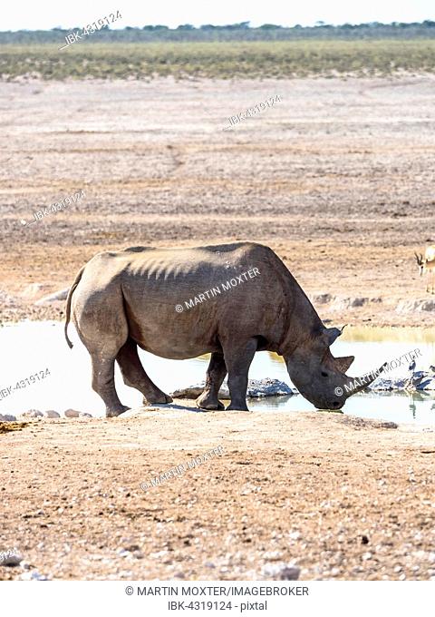 Black or hook-lipped rhinoceros (Diceros bicornis) drinking at waterhole, Okaukuejo, Etosha National Park, Namibia