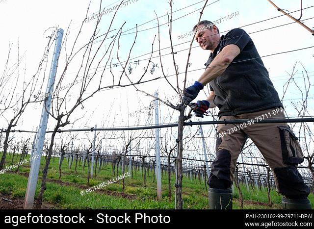 02 January 2023, Baden-Wuerttemberg, Cleebronn: In spring-like temperatures, a vintner from the Cleebronn winegrowers' cooperative prunes Pinot Blanc vines on...