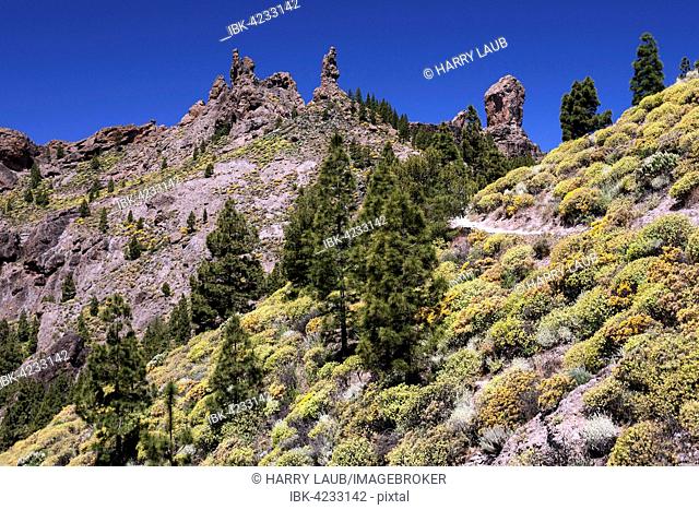 Walking path to Roque Nublo, blooming vegetation, yellow flowering broom (Genista) Canary island pines (Pinus canariensis), Roque Nublo at the rear right