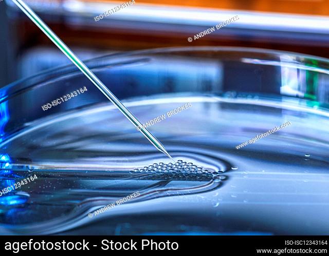 UK, Buckinghamshire, High Wycombe, Close-up of petri dish and pipette
