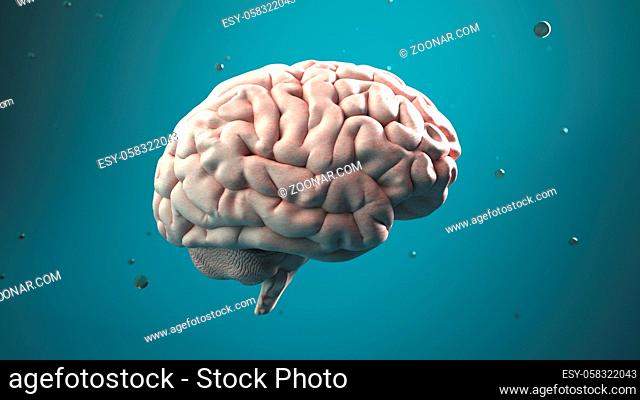 Human brain on the green background. 3d illustration