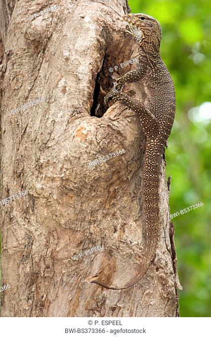 Bengal monitor, Indian monitor, common monitor (Varanus bengalensis), on a tree, Thailand, Huai Kha Khaeng Wildlife Sanctua