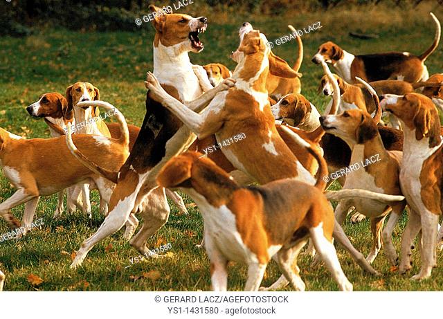 GREAT ANGLO-FRENCH TRICOLOUR HOUND AND GREAT ANGLO-FRENCH WHITE AND ORANGE HOUND, ADULT FIGHTING