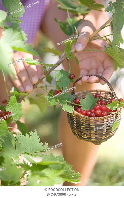 Woman picking redcurrants