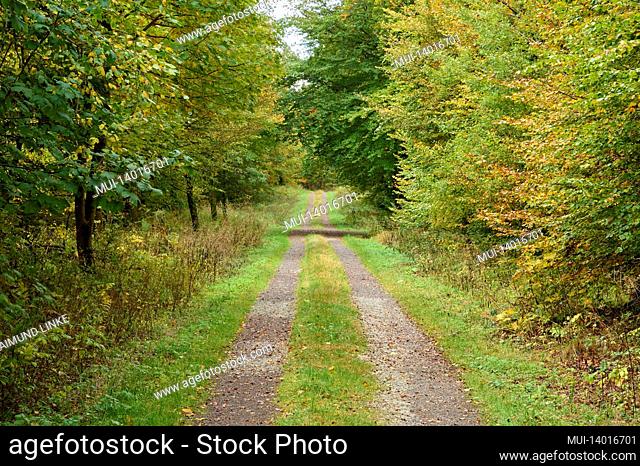 forest path, autumn, hoherodskopf, schotten, vogelsberg, hesse, germany