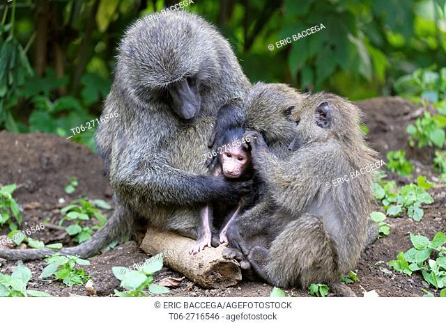 Olive baboon group of juvenile and a mother grooming (Papio cynocephalus anubis) Virunga National Park, North Kivu, Democratic Republic of Congo, Africa