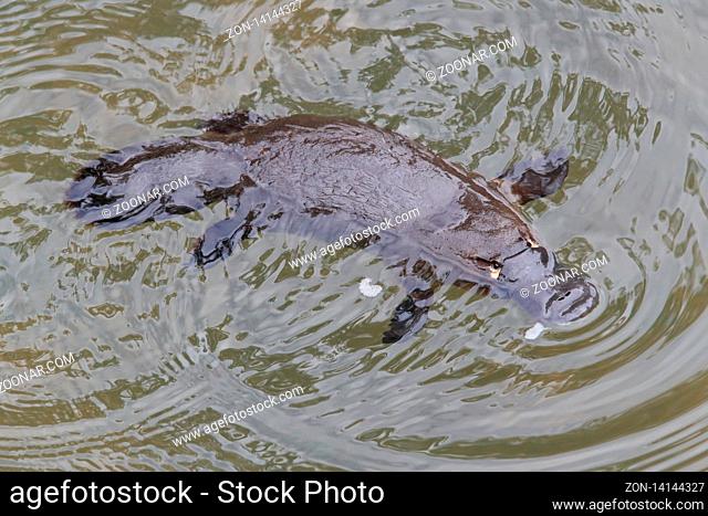 a platypus floating in a creek on the Eungella National Park , Queensland, Australia