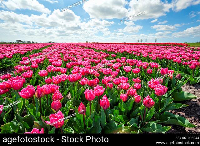 field with purple tulips on sunny day, Holland