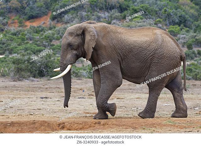 African bush elephant (Loxodonta africana), adult male walking, Addo Elephant National Park, Eastern Cape, South Africa, Africa
