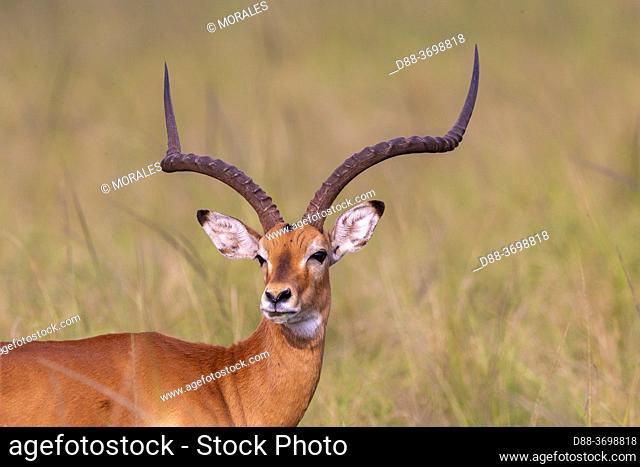 Impala (Aepyceros melampus) graze the lush grasslands, adult male, Lake Mburo National Park, Uganda, Africa