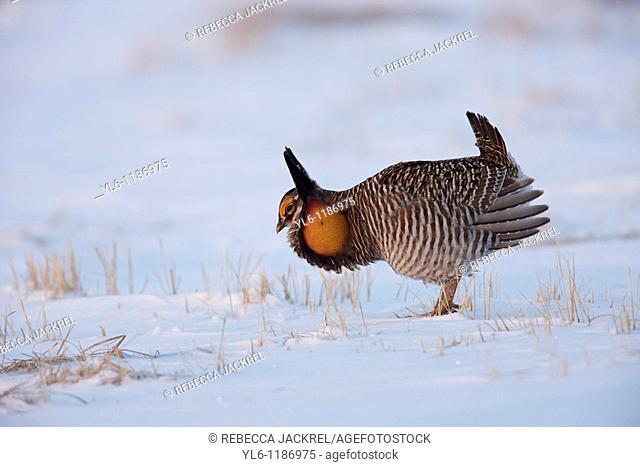 North America, USA, Minnesota, Moorhead, Bluestem Prairie  Greater Prairie-Chicken booming at a lek