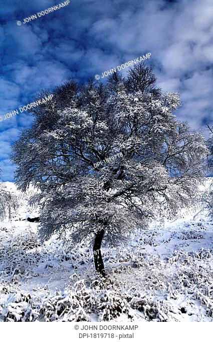 Snow covered tree, Longshaw Estate, Peak District National Park, Derbyshire, England