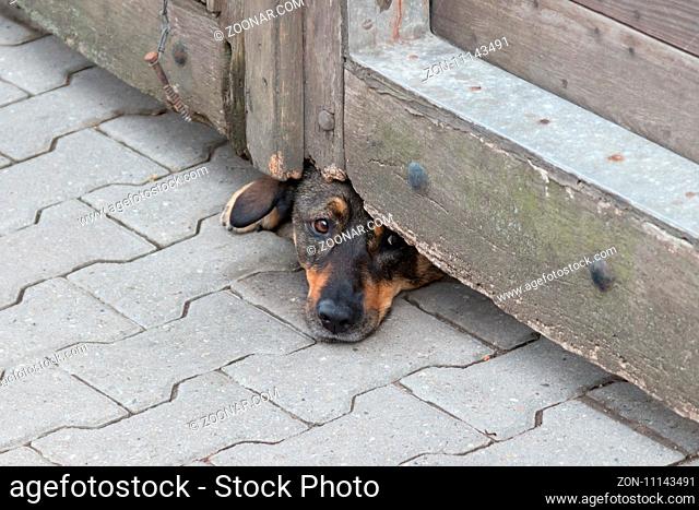 Dog under gate - Guarding the property, selective focus
