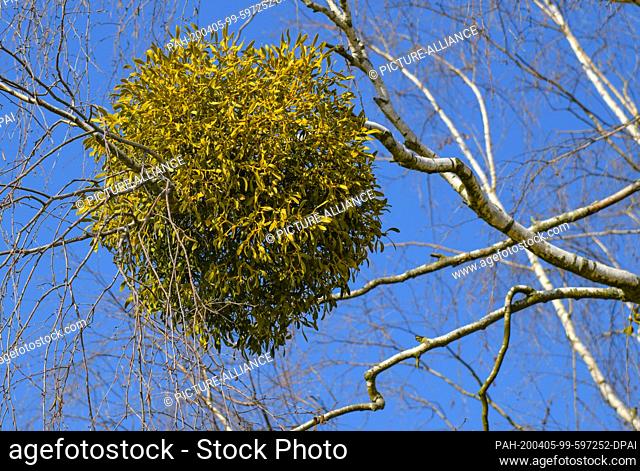 04 April 2020, Brandenburg, Lietzen: A white-berry mistletoe (lat. Viscum album) on a birch tree. The mistletoe grows as a semi-parasite on trees and has...