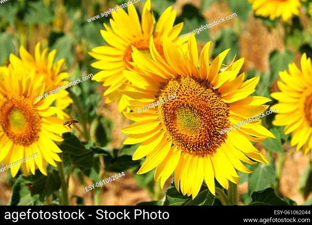 Sonnenblumenfeld - sunflowers field 11