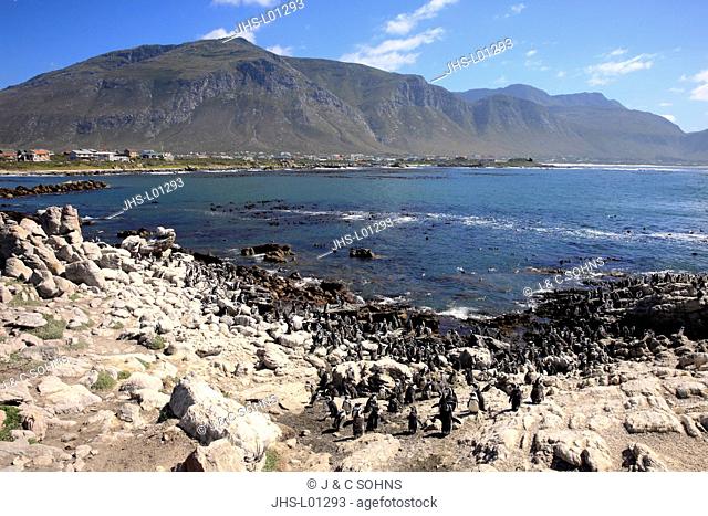 Stony Point, colony of penguins, Betty's Bay, Western Cape, South Africa, Africa