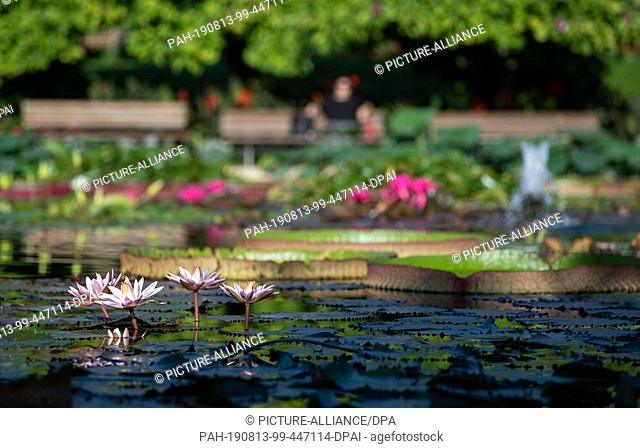 13 August 2019, Baden-Wuerttemberg, Stuttgart: Water lilies bloom in a pond of the Wilhelma Zoological-Botanical Garden. Photo: Marijan Murat/dpa