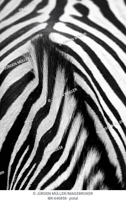 Zebra (Equus) back
