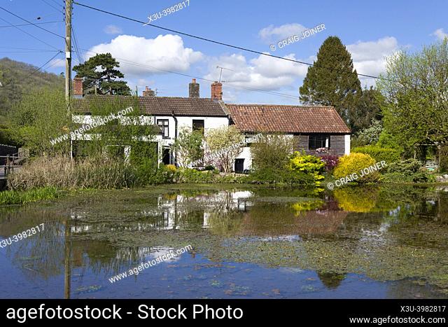 The village duck pond at Compton Martin in the Mendip Hills Area of Outstanding Natural Beauty, Somerset, England