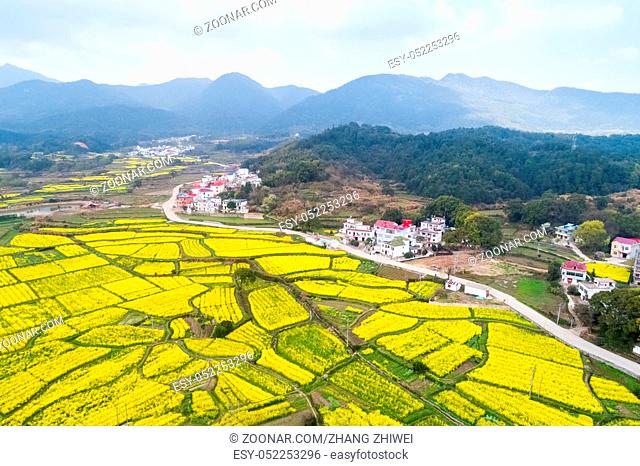 beautiful village in spring, rapeseed flower blooming on mountainous area, China