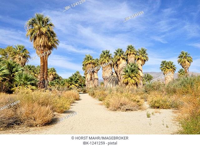 Trail through petticoat palm trees, Desert Fan Palms (Washingtonia filifera), Mc Callum Grove, Coachella Valley Preserve, Palm Desert, Southern California