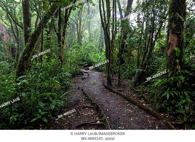 Encantado Trail, hiking trail through dense vegetation in cloud forest, Reserva Bosque Nuboso Santa Elena, Guanacaste Province, Costa Rica