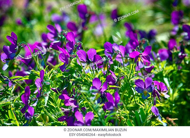 Blue marine violet (Viola odorata maritima) in middle of summer bloom in mass. Outer Islands of Gulf of Finland, Baltic