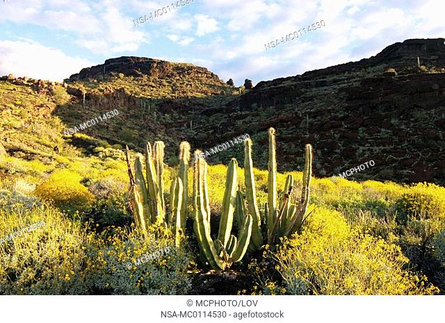 brittlebush encelia farinosa & senita cactus at red cone in the sanoran desert - el pinacate national park, mexico